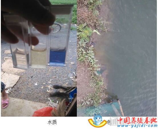 中國養殖基地 yzjidi.com