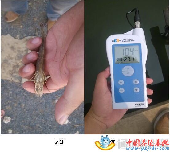 中國養殖基地 yzjidi.com