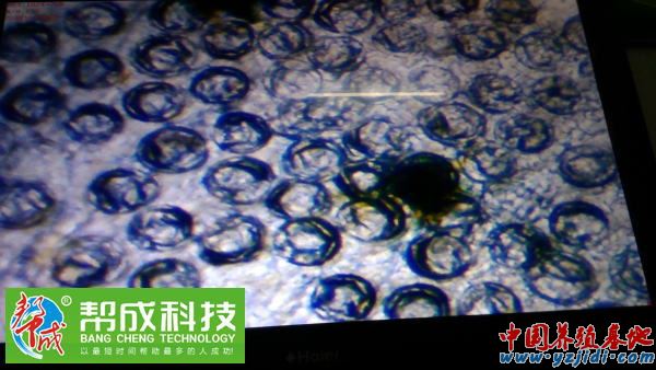 中國養殖基地 yzjidi.com