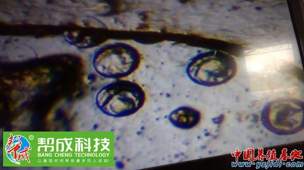 中國養殖基地 yzjidi.com