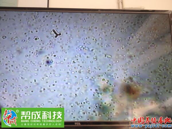 中國養殖基地 yzjidi.com