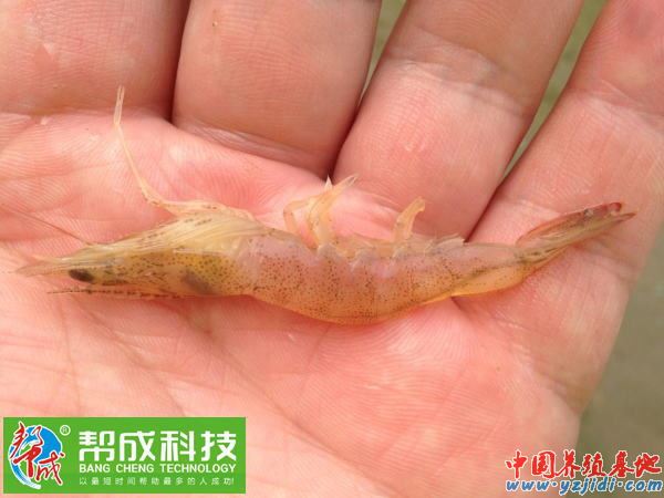 中國養殖基地 yzjidi.com