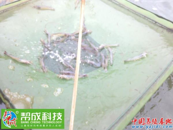 中國養殖基地 yzjidi.com