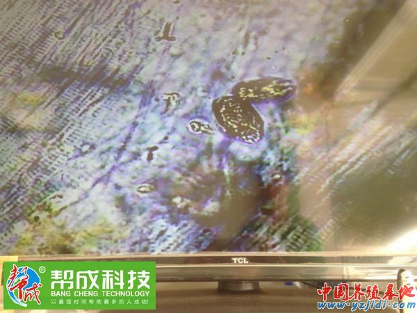 中國養殖基地 yzjidi.com