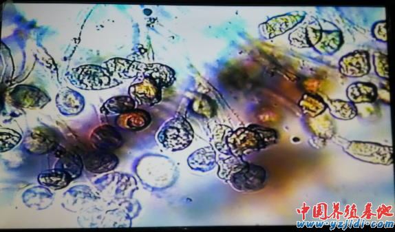 中國養殖基地 yzjidi.com