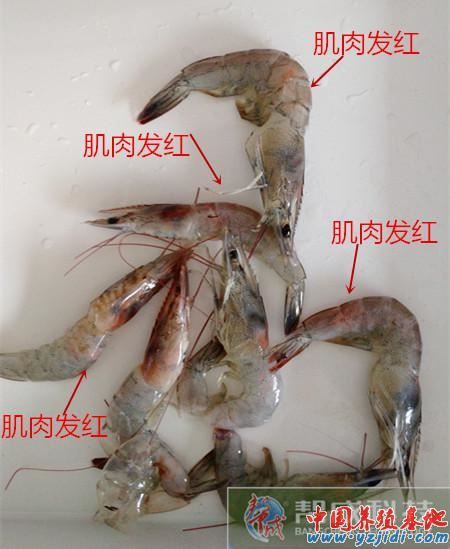 中國養殖基地 yzjidi.com