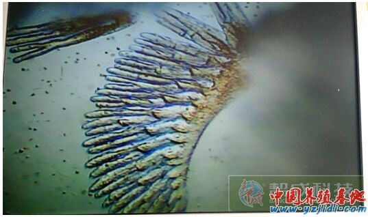 中國養殖基地 yzjidi.com