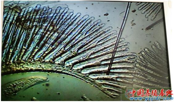 中國養殖基地 yzjidi.com