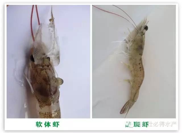 中國養殖基地 yzjidi.com