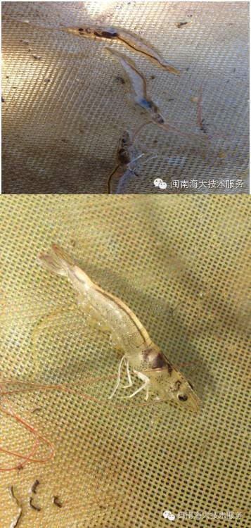 中國養殖基地 yzjidi.com