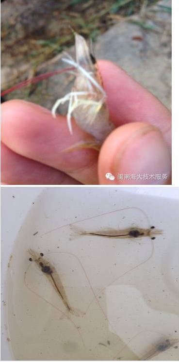 中國養殖基地 yzjidi.com