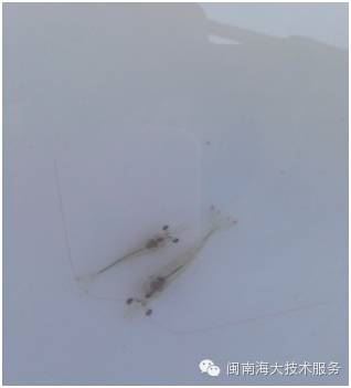 中國養殖基地 yzjidi.com