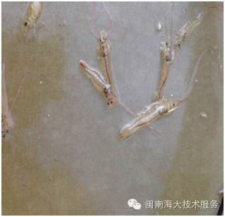 中國養殖基地 yzjidi.com