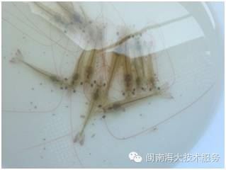 中國養殖基地 yzjidi.com