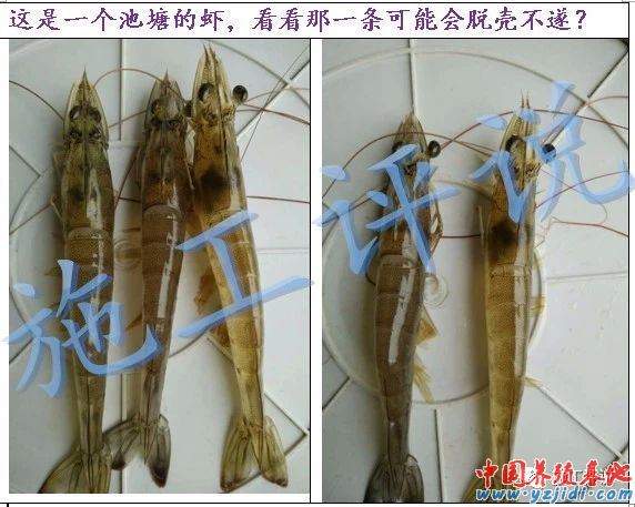 中國養殖基地 yzjidi.com