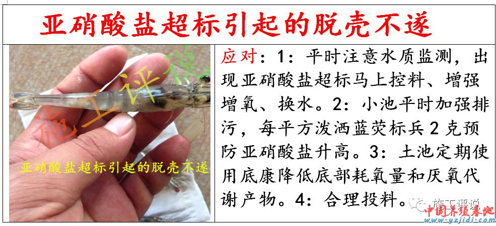 中國養殖基地 yzjidi.com