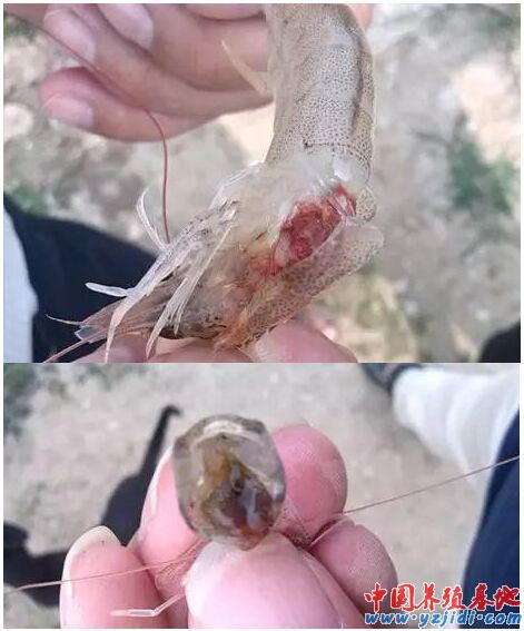 中國養殖基地 yzjidi.com