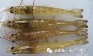 中國養殖基地 yzjidi.com