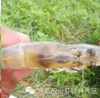 中國養殖基地 yzjidi.com