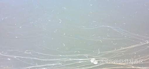 中國養殖基地 yzjidi.com