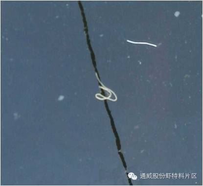 中國養殖基地 yzjidi.com