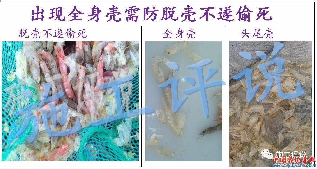 中國養殖基地 yzjidi.com