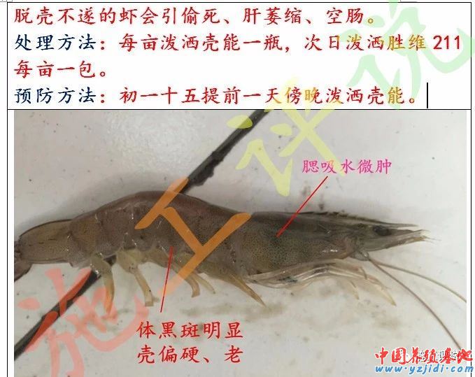 中國養殖基地 yzjidi.com