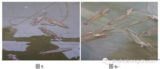 中國養殖基地 yzjidi.com
