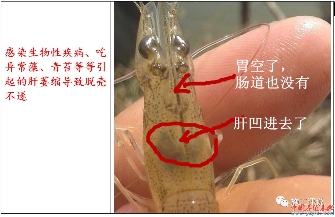 中國養殖基地 yzjidi.com