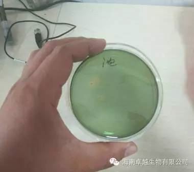 中國養殖基地 yzjidi.com