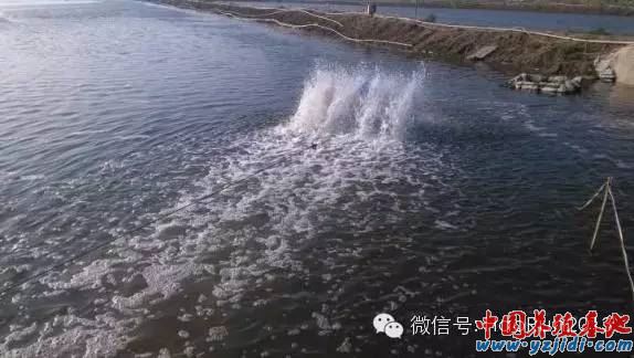 中國養殖基地 yzjidi.com