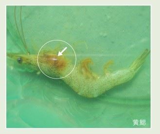 中國養殖基地 yzjidi.com