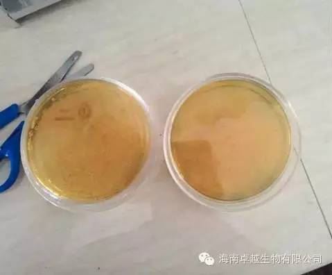 中國養殖基地 yzjidi.com