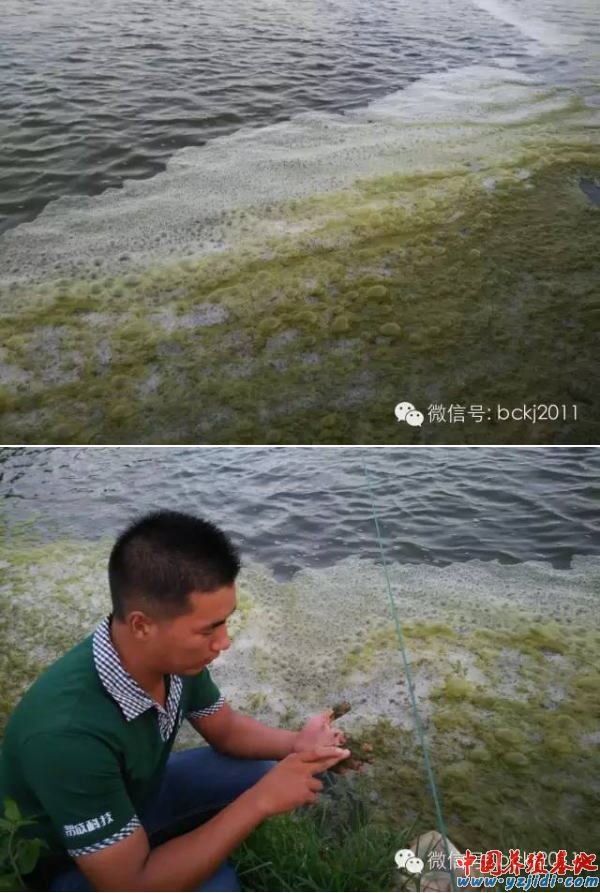 中國養殖基地 yzjidi.com