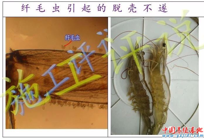 中國養殖基地 yzjidi.com