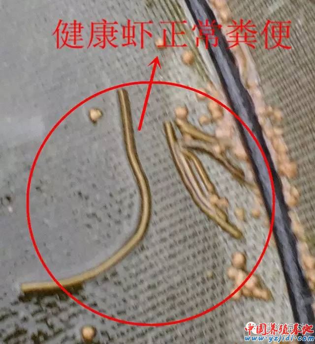 中國養殖基地 yzjidi.com
