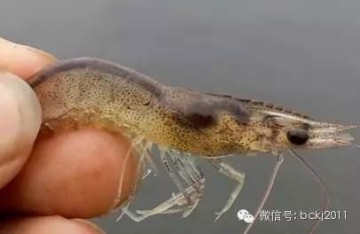 中國養殖基地 yzjidi.com