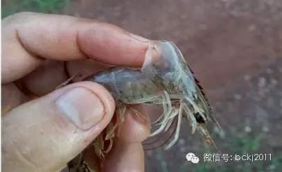 中國養殖基地 yzjidi.com