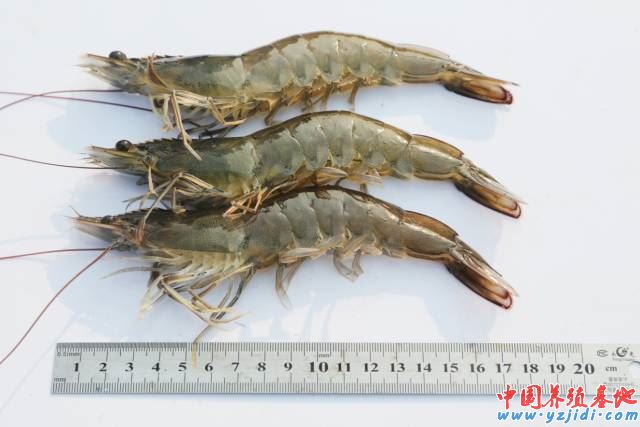 中國養殖基地 yzjidi.com