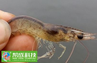 中國養殖基地 yzjidi.com