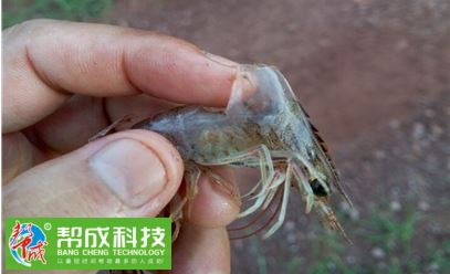中國養殖基地 yzjidi.com