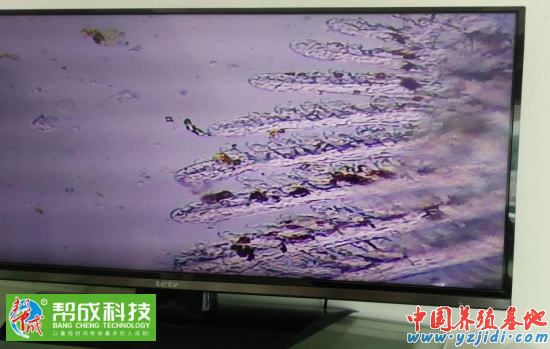 中國養殖基地 yzjidi.com
