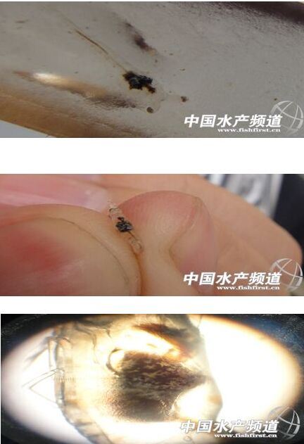 中國養殖基地 yzjidi.com