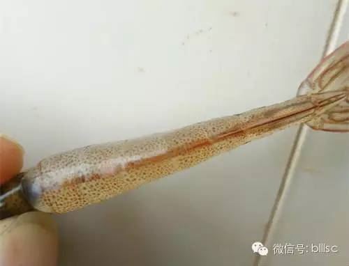 中國養殖基地 yzjidi.com