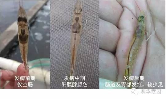 中國養殖基地 yzjidi.com