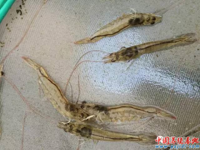 中國養殖基地 yzjidi.com