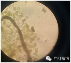 中國養殖基地 yzjidi.com
