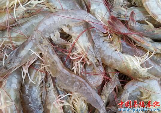 中國養殖基地 yzjidi.com