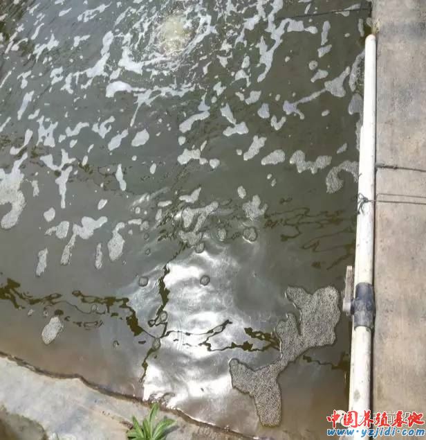 中國養殖基地 yzjidi.com