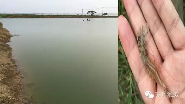 中國養殖基地 yzjidi.com